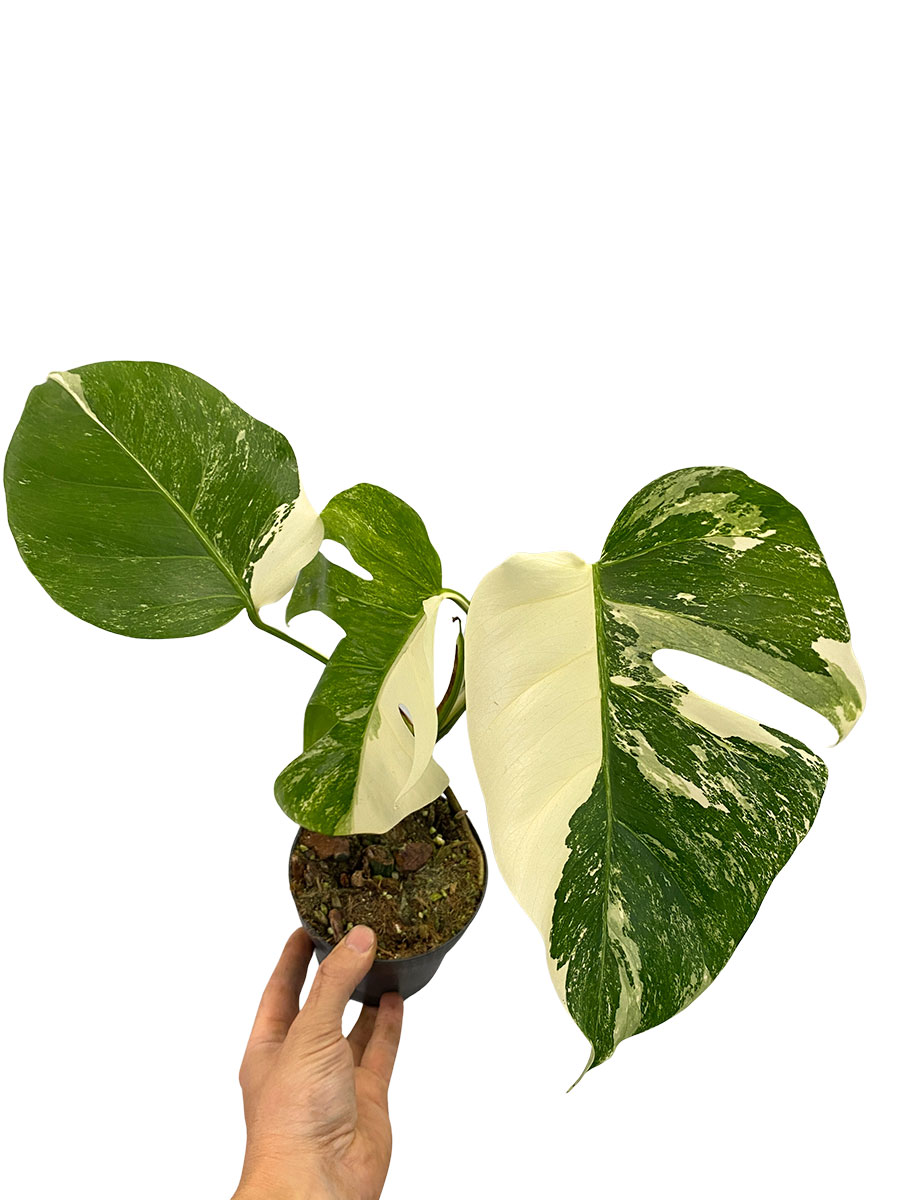 Monstera Variegata Half Moon