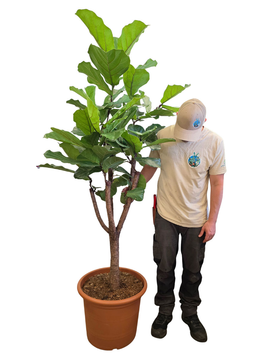 Geigenfeige Ficus lyrata Verzweigt XXL