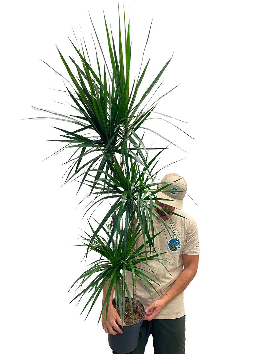 Dracaena marginata XL