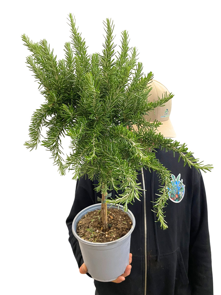 Rosmarinus Officinalis Stamm