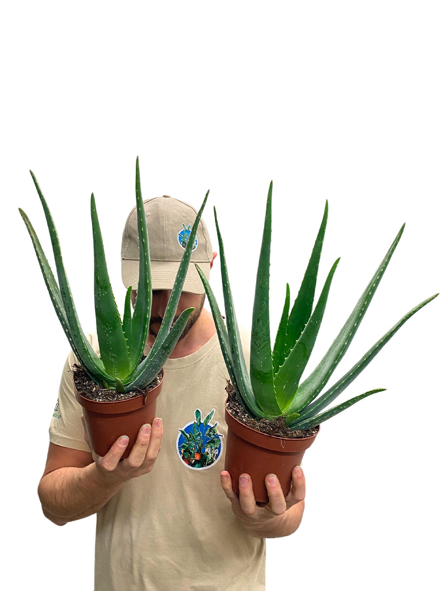 Echte Aloe Vera Bio mittel 40-50cm