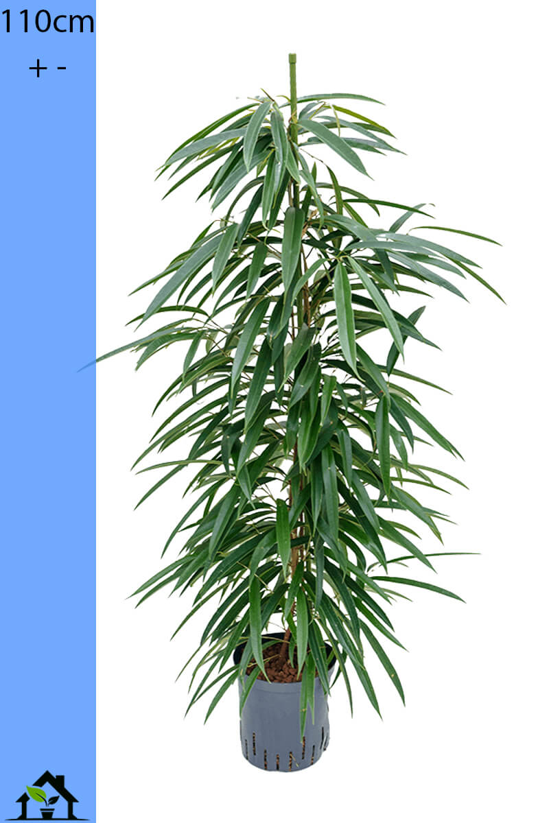 Ficus binnendijkii Alii Hydro 110cm 18/19