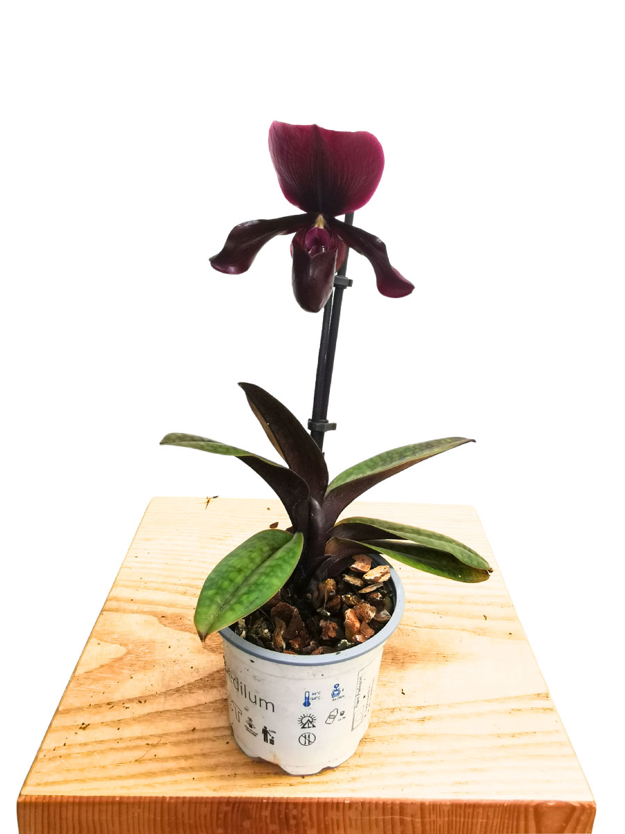 Limitiert - Paphiopedilum Black Jack