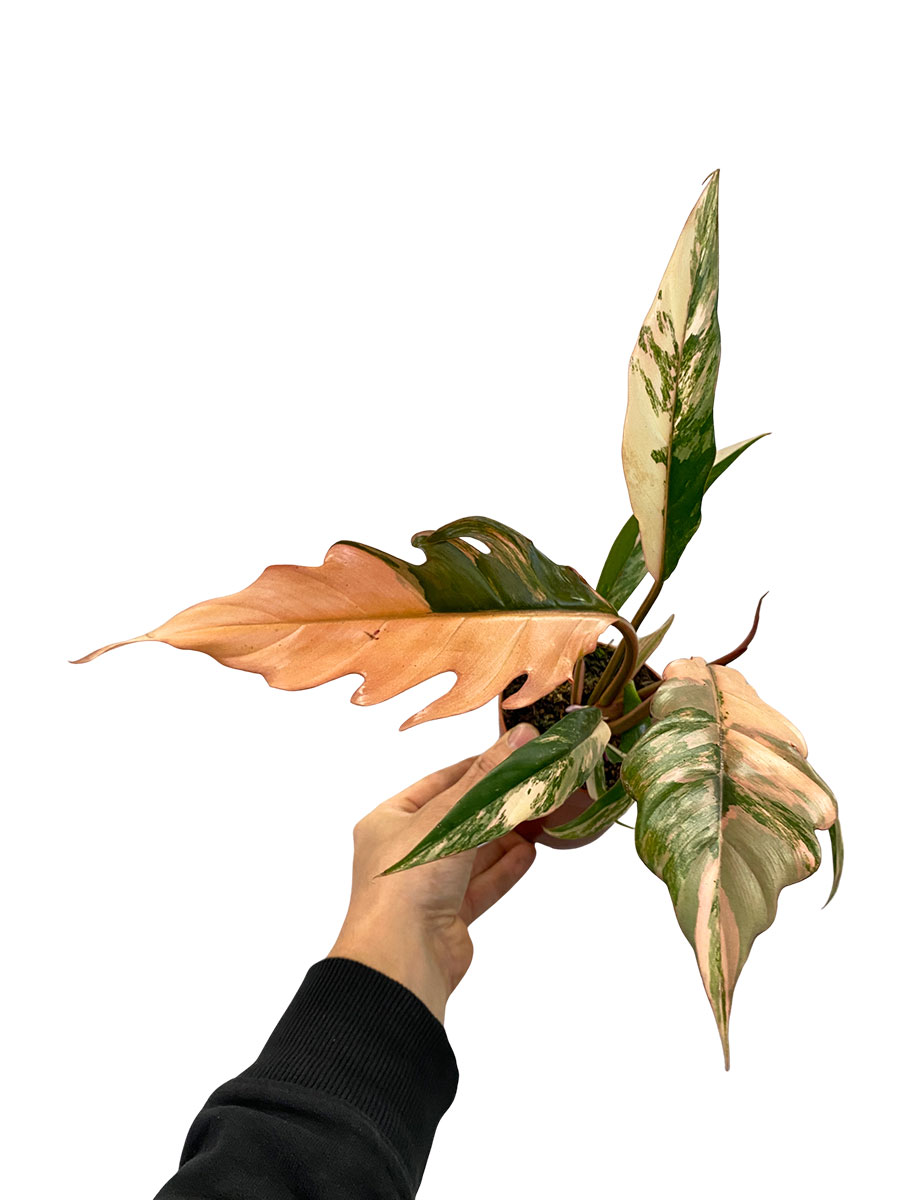 Philodendron Caramel Marble