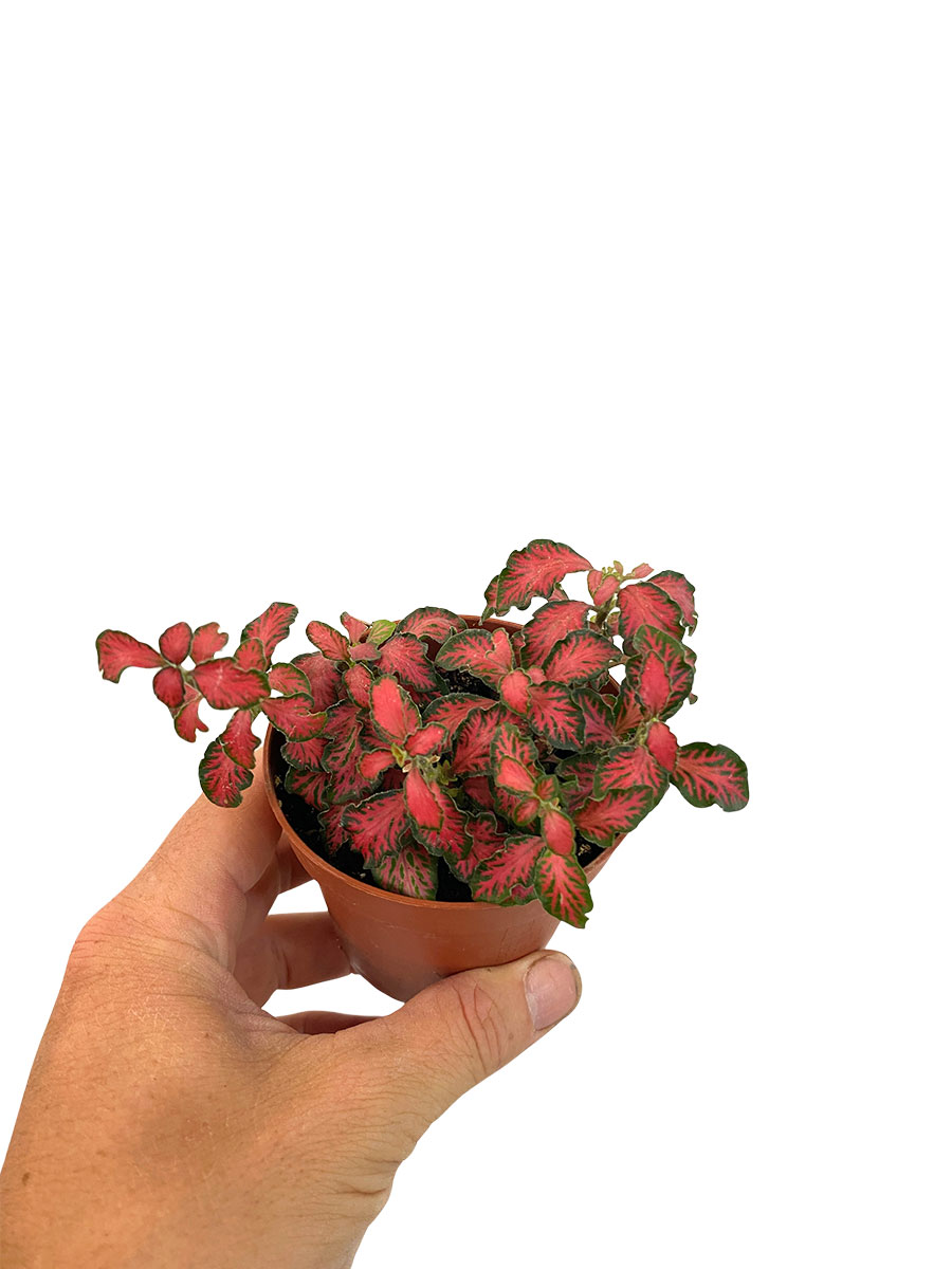 Fittonia Mosaic Tiger