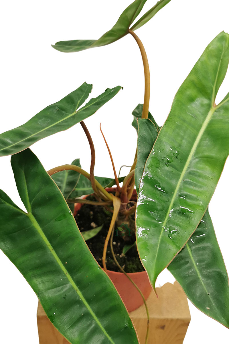 Philodendron billietiae