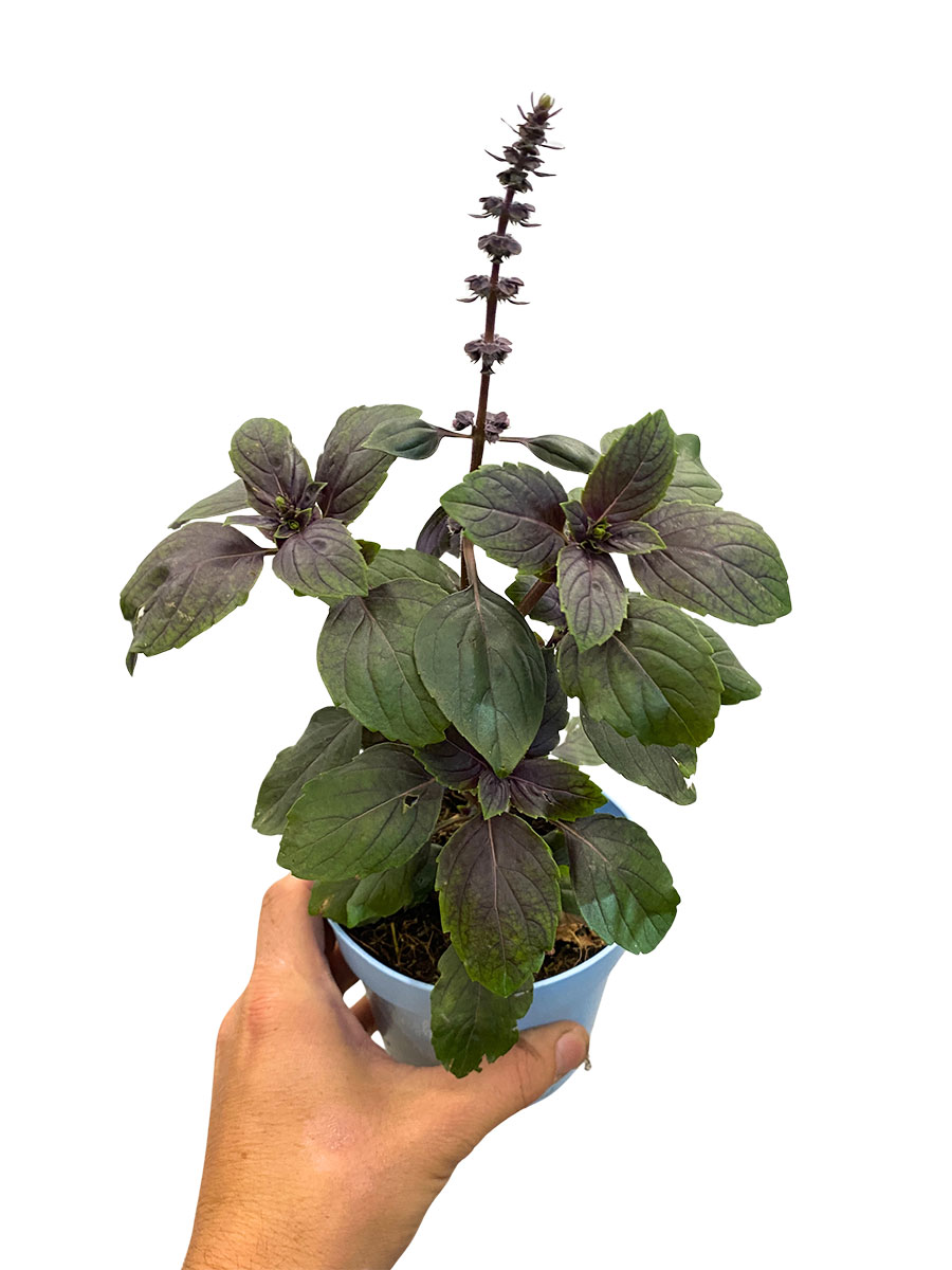 Strauchbasilikum African Blue