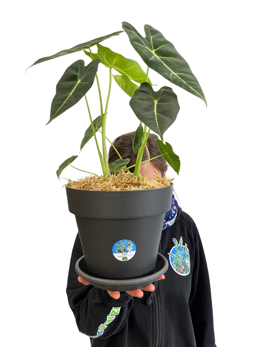 Alocasia Frydek