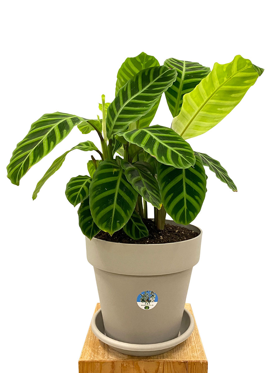 Calathea Zebrina