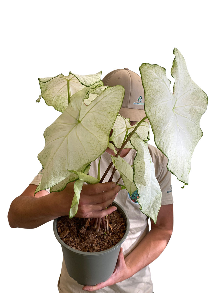 Caladium Florida Moonlight XL