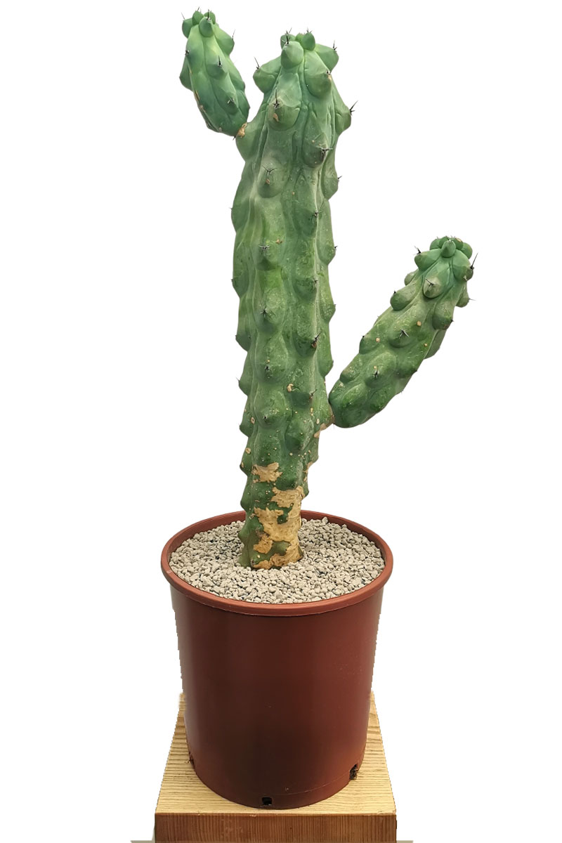 Booby - Myrtillocactus geometrizans (Originalpflanze)
