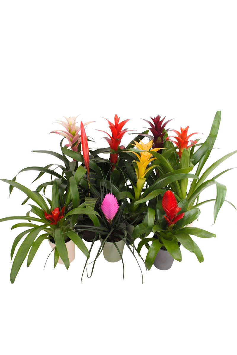 Bromelia 9 Sorten Mix