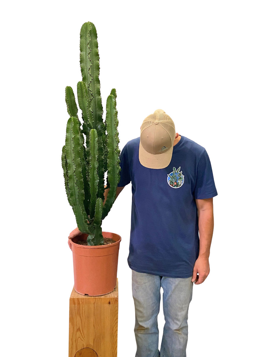 Euphorbia Ingens - Ø26 cm