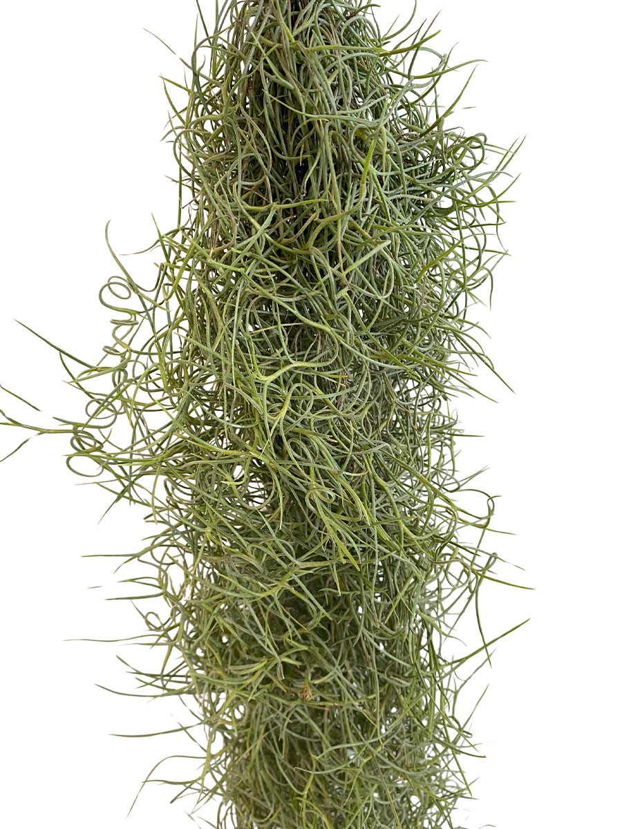 Tillandsia Usneoides Grey XL