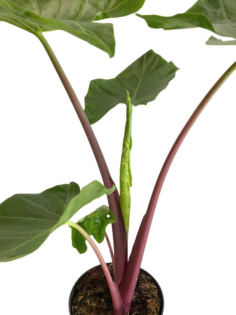 Alocasia Imperial Red