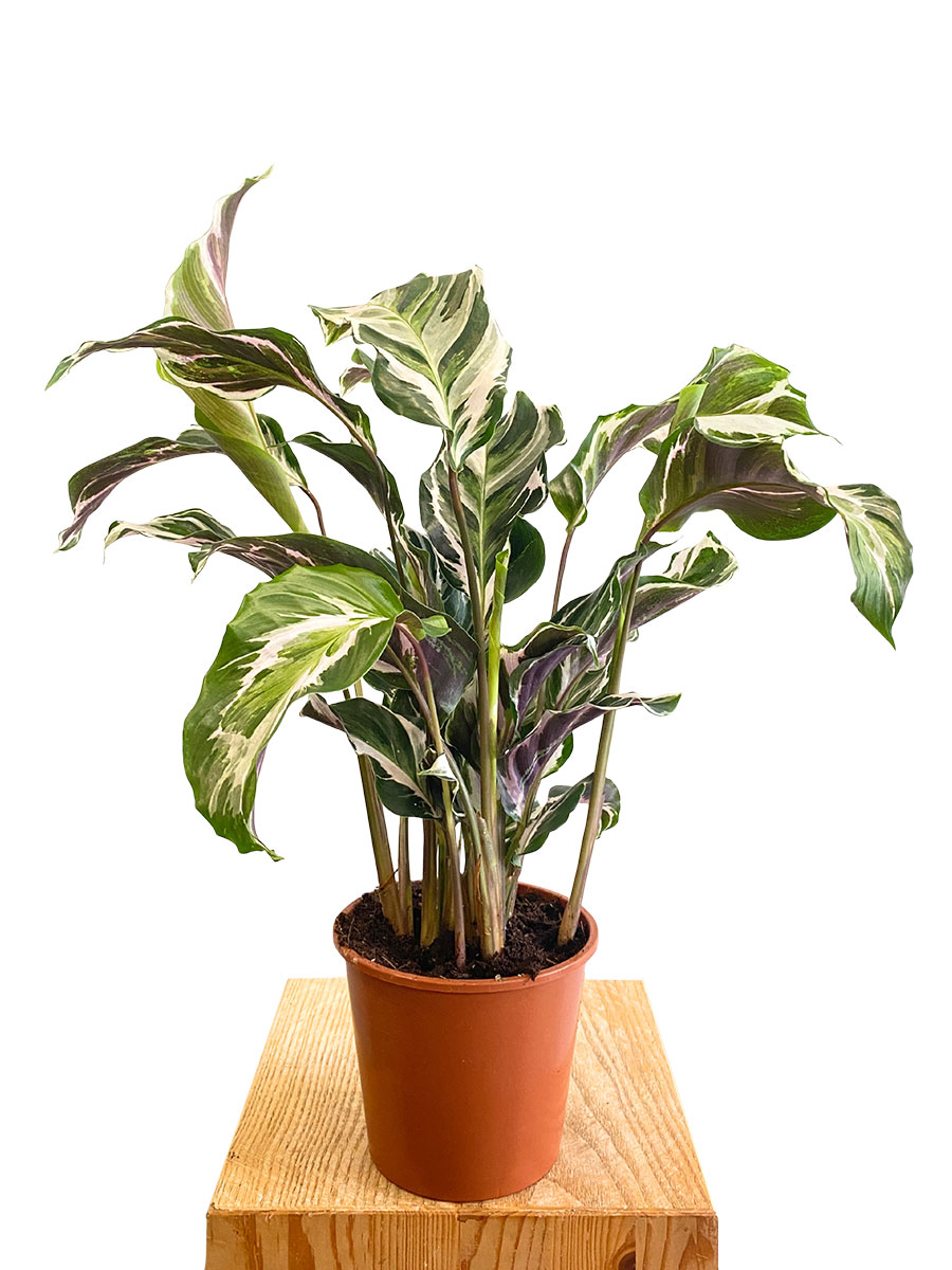 Calathea White Fusion