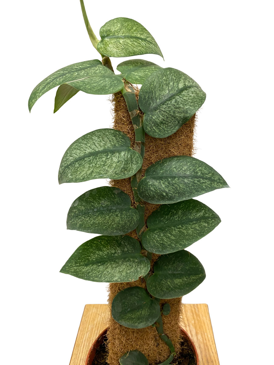 Rhaphidophera Hongkongensis Variegata