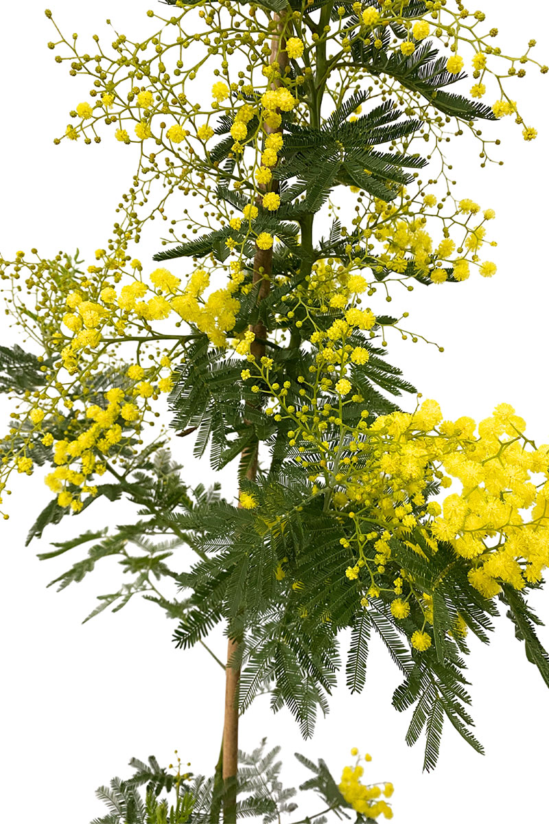 Acacia Dealbata