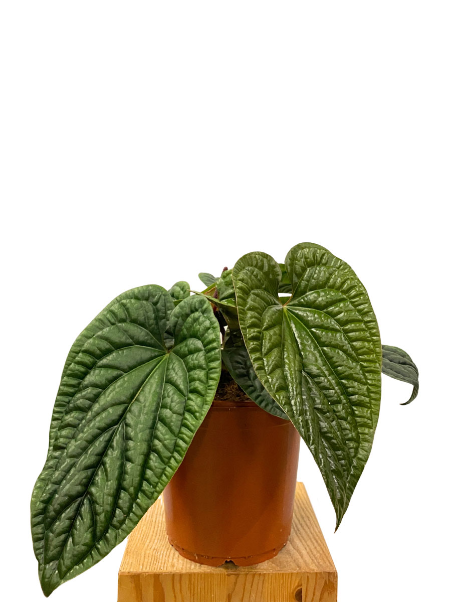 Anthurium Luxurians x Radicans