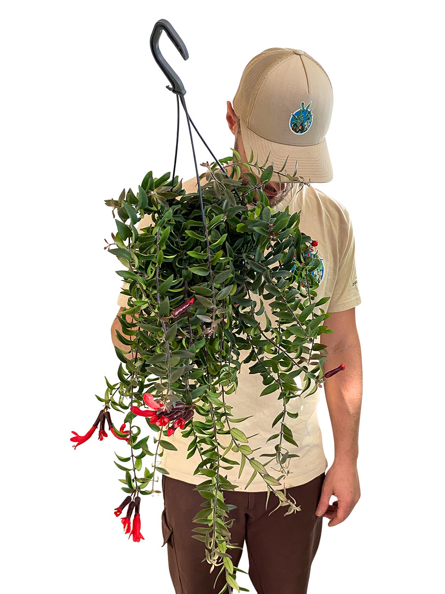 Hänger - Lipstick Plant Aeschynanthus Twister