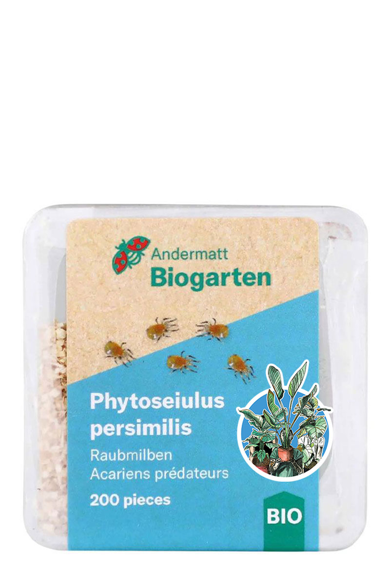 Phytoseiulus Raubmilben - gegen Spinnmilben