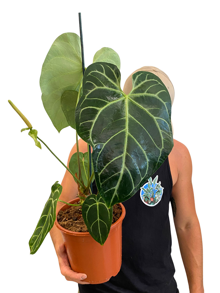 Anthurium Regale - Gross