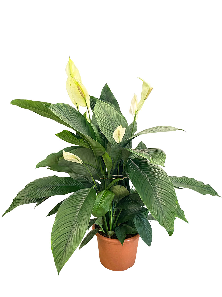 Spathiphyllum Sensation XXL