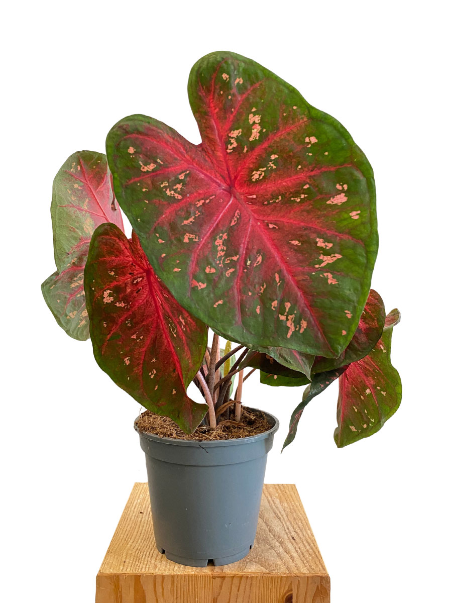 Caladium Fast Flash