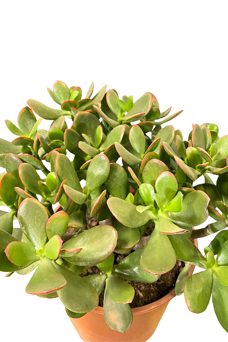 Geldbaum Crassula Ovata Sunset