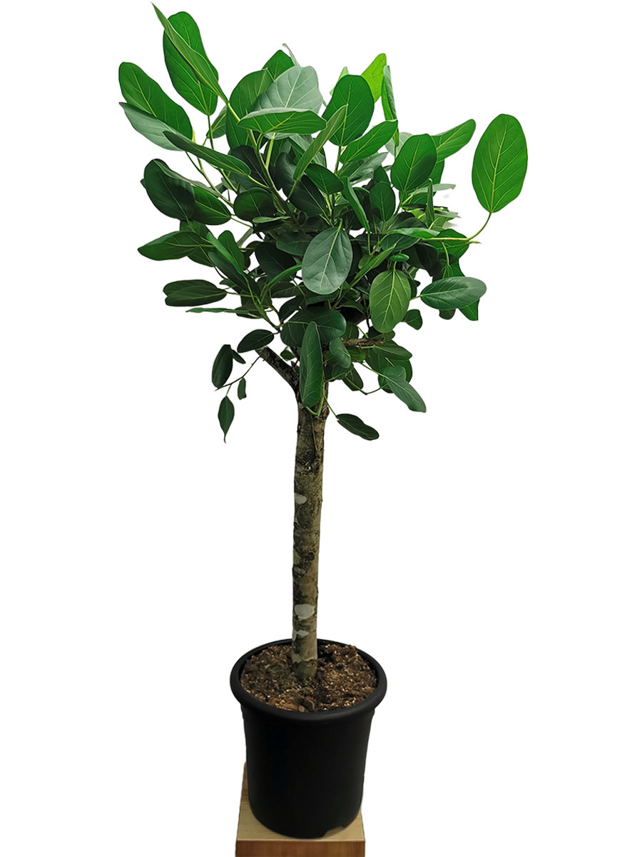 Banyanbaum Ficus benghalensis Stamm 140cm