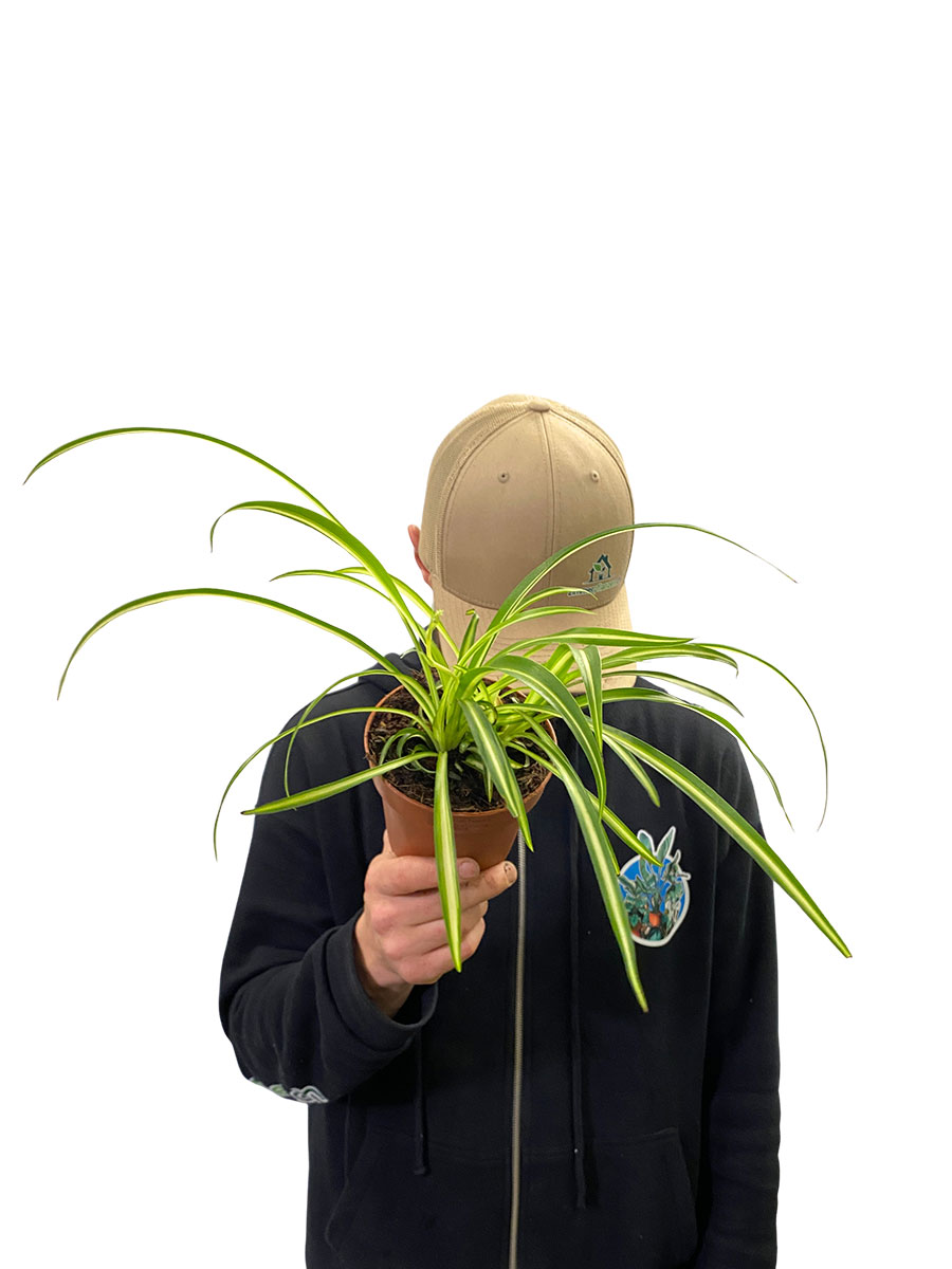 Chlorophytum Comosum Atlantic