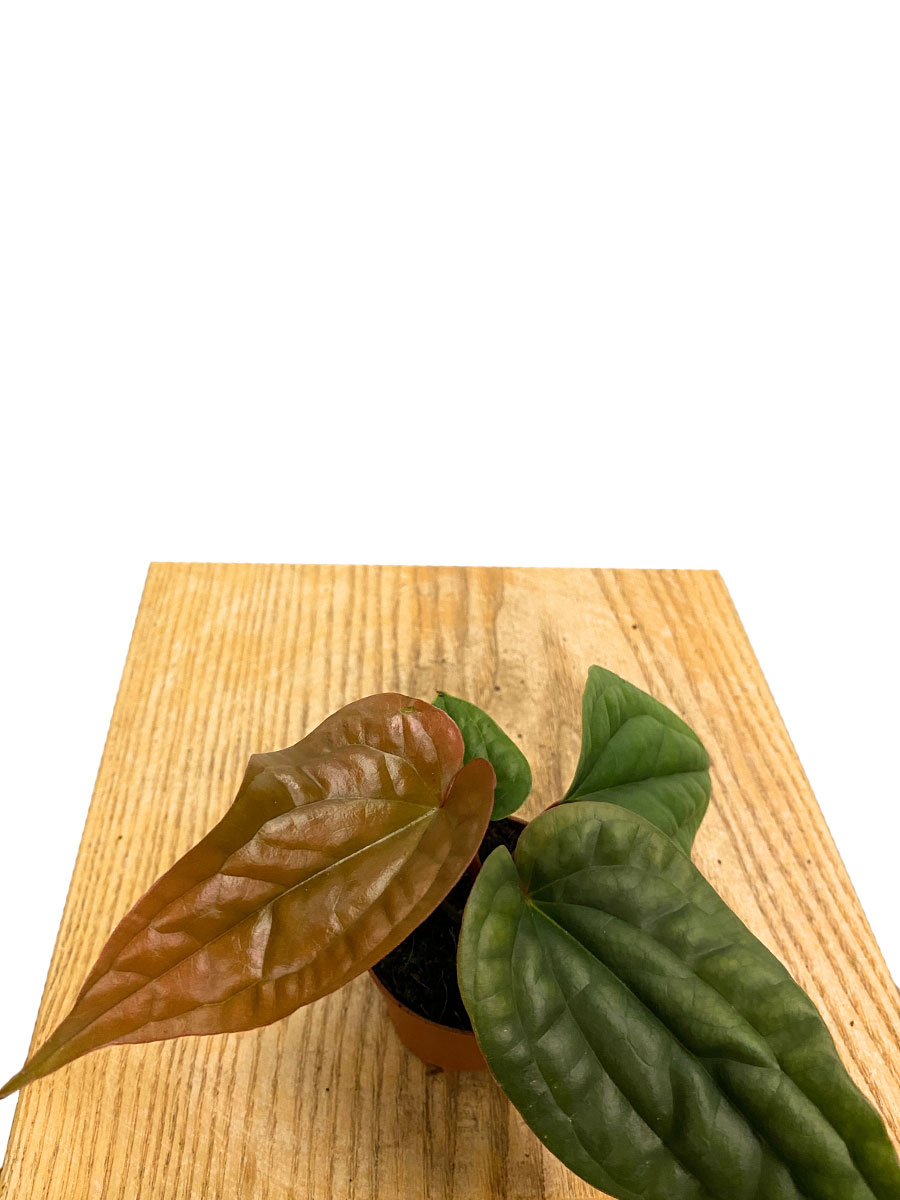 Baby Anthurium Luxurians x Radicans Baby Anthurium Luxurians x Radicans