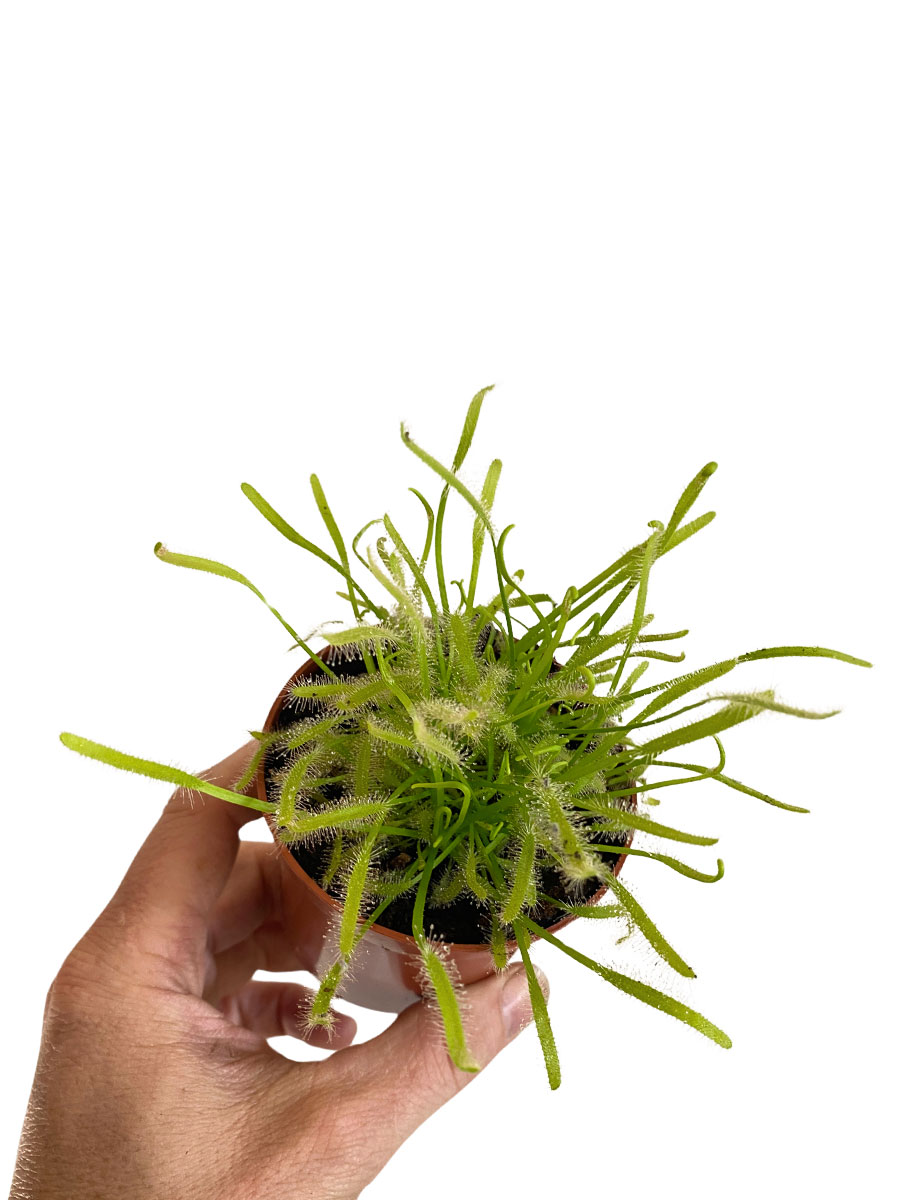 Sonnentau Drosera Capensis