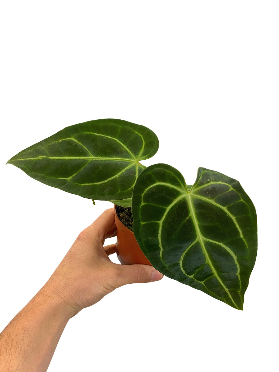 Anthurium Regale