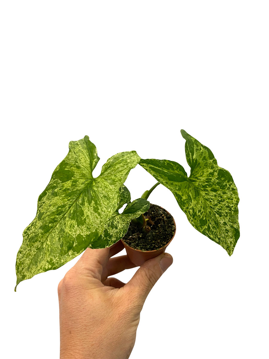 Baby Syngonium Mottled