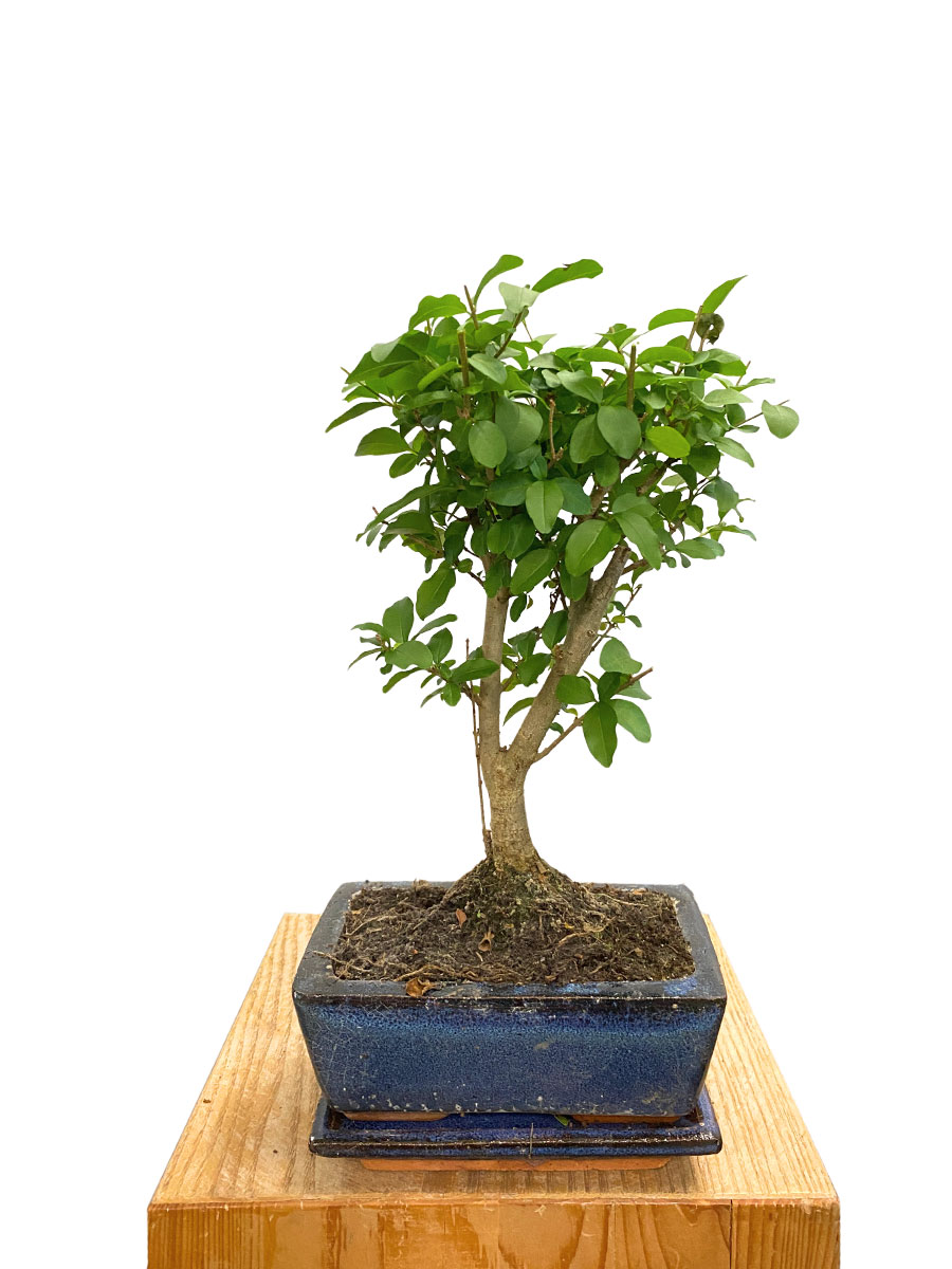 Bonsai Ligustrum Sinense - Ø15 cm