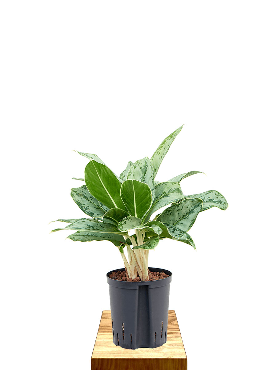 Hydro - Aglaonema Cintho Queen Tuff