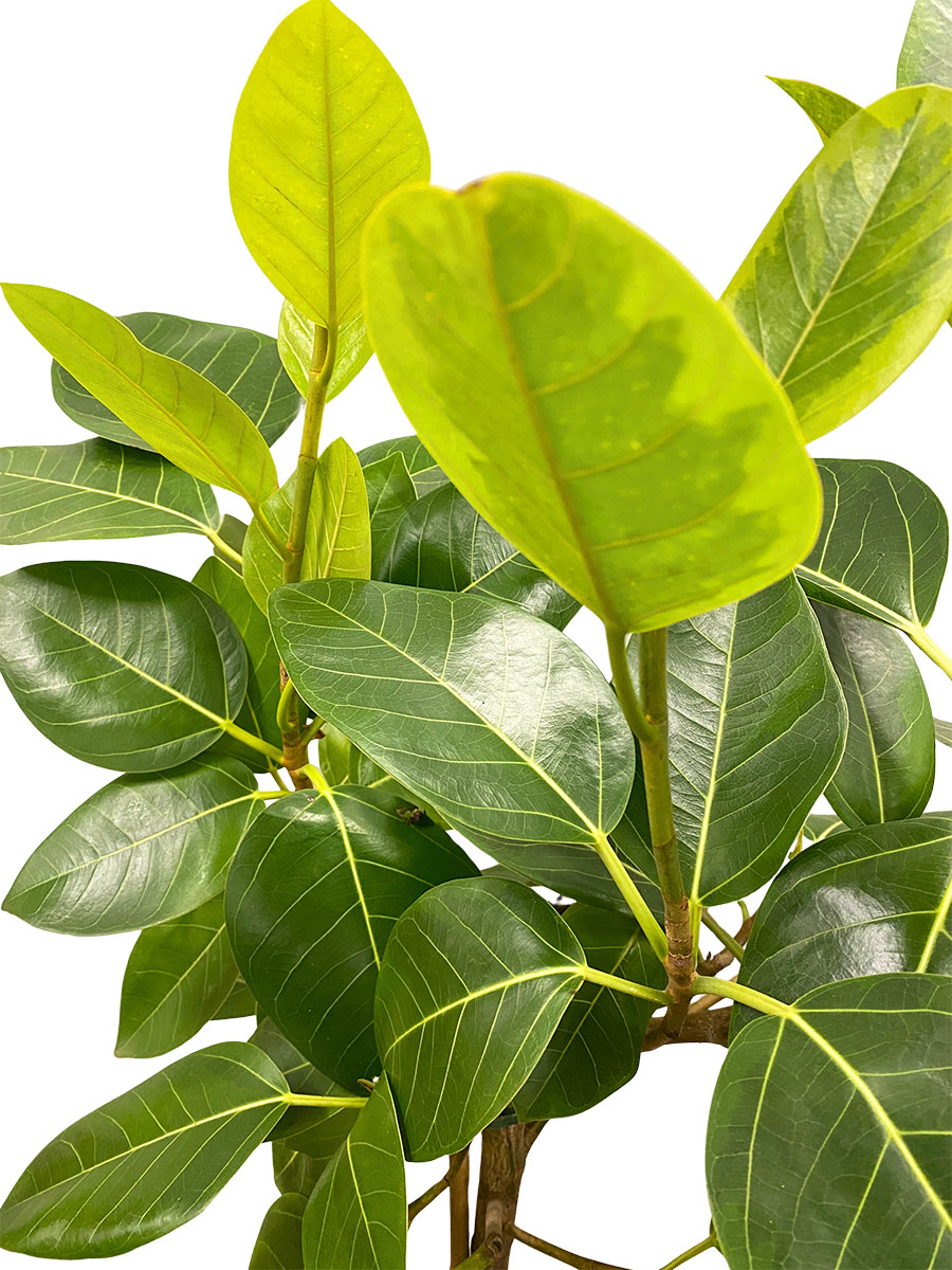 Ficus Altissima
