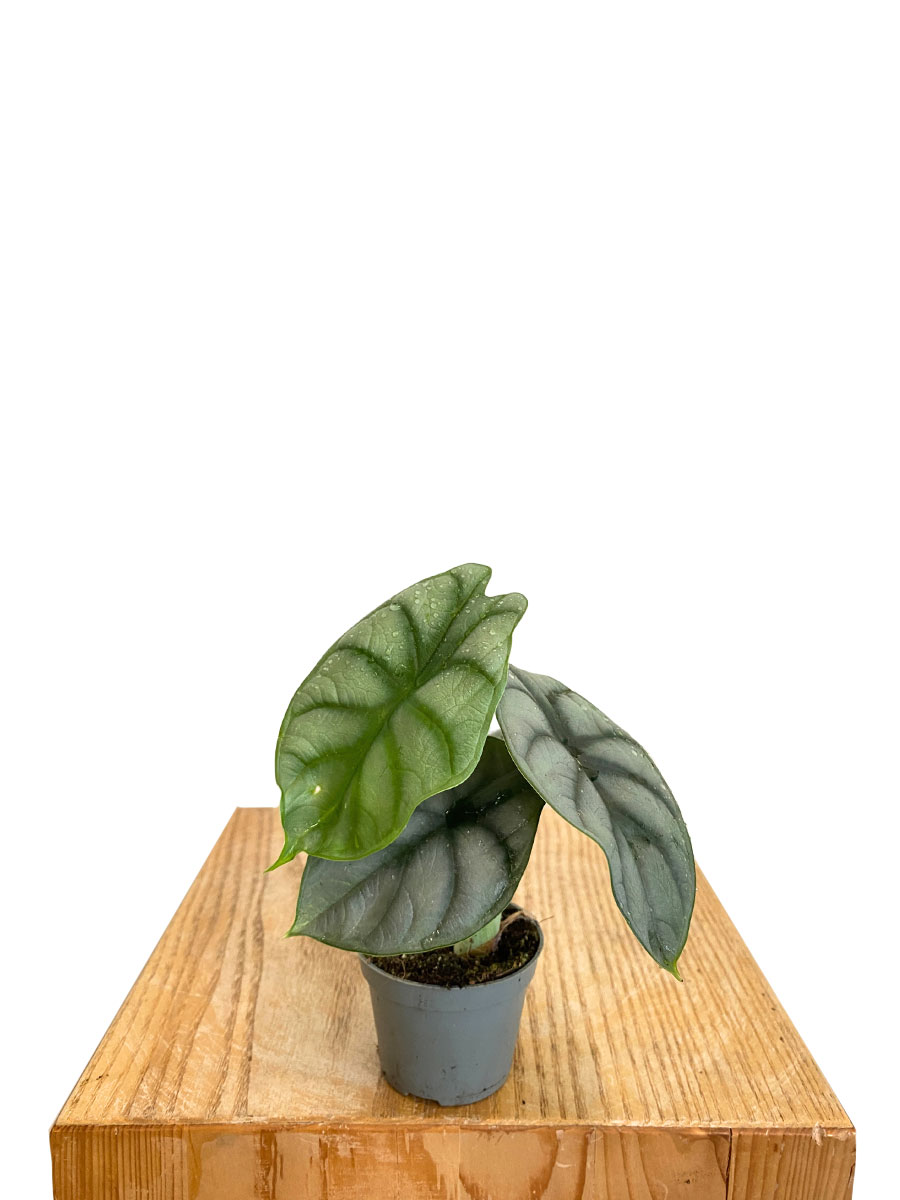 Baby Alocasia Silver Dragon