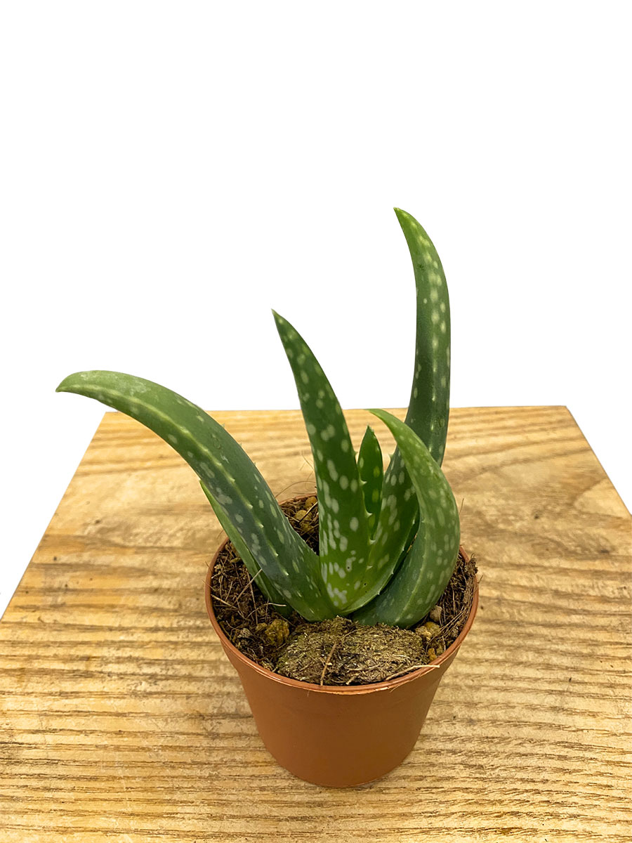 Baby Aloe Vera Bio