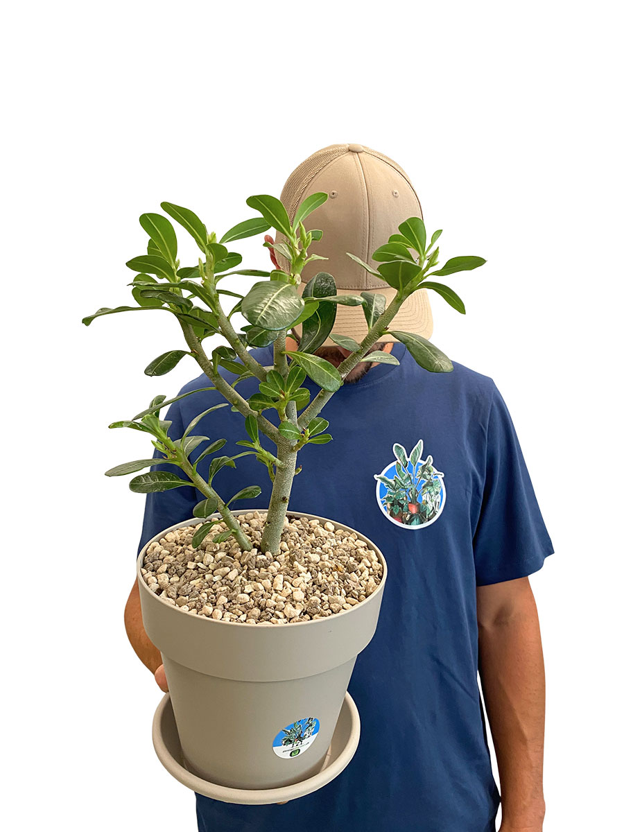 Wüstenrose Adenium Obesum