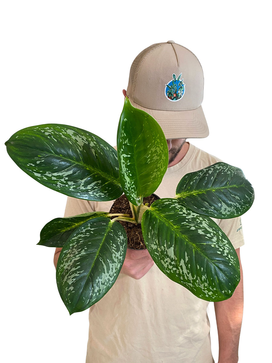 Aglaonema Coco Green