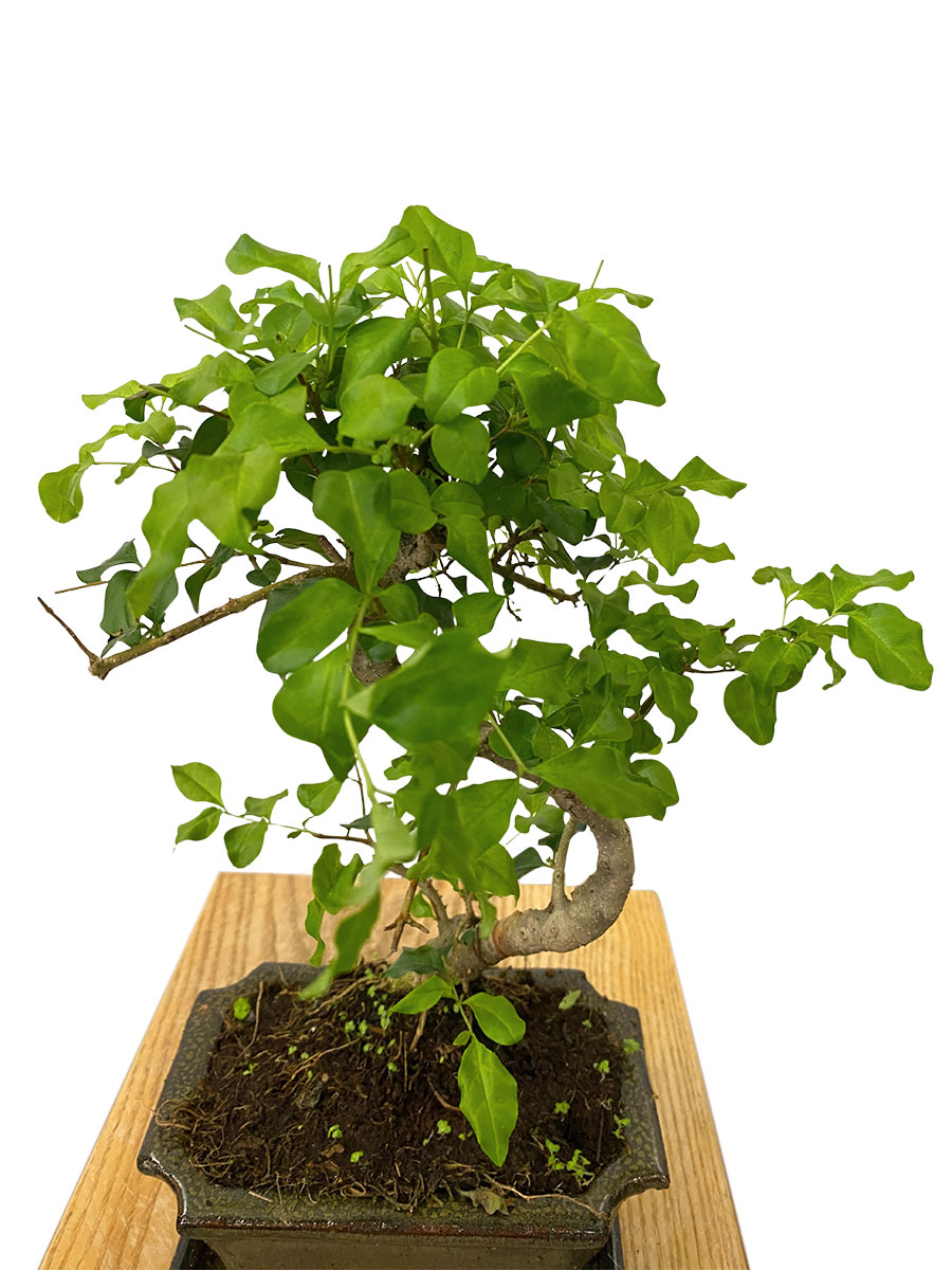Bonsai - Ligustrum Sinense