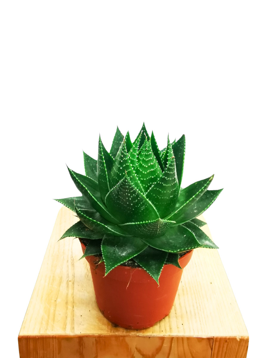 Aloe Cosmo