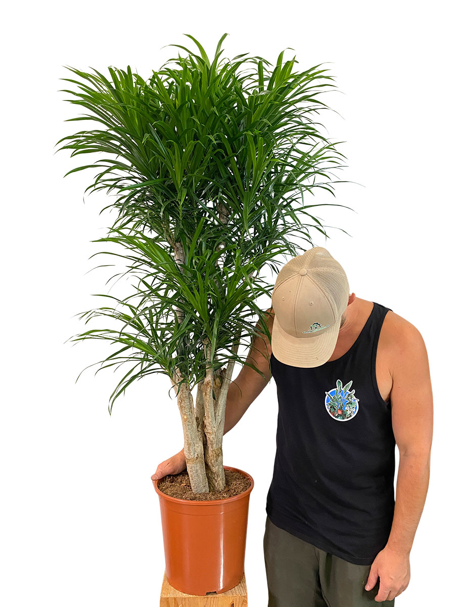 Dracaena Anita Verzweigt - Ø30cm