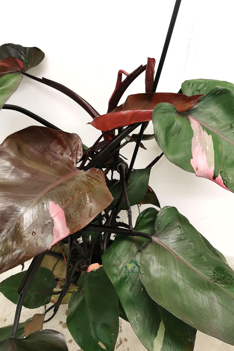 Philodendron Pink Princess 70cm