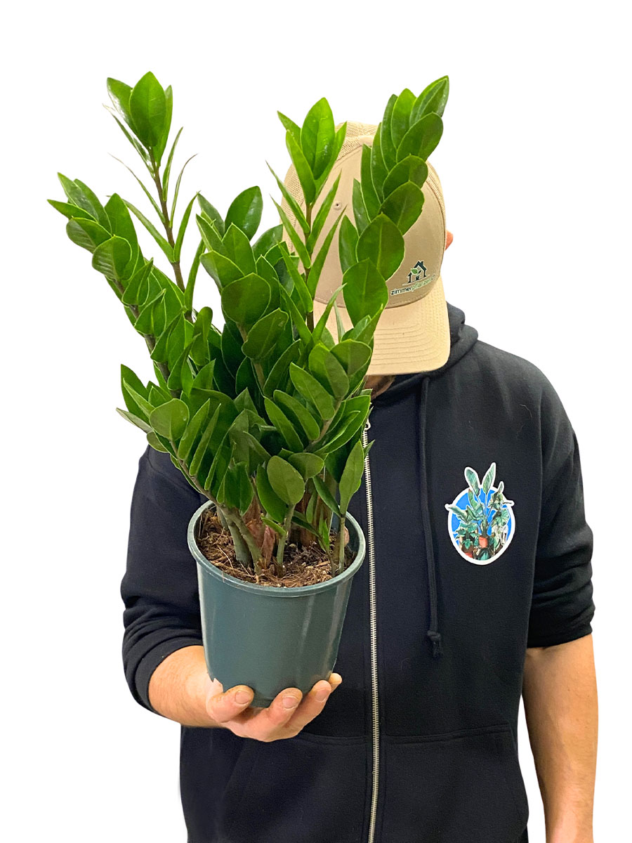 Glücksfeder Zamioculcas Zamiifolia