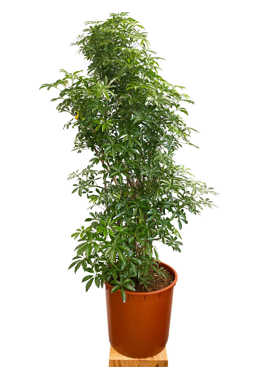Schefflera Arboricola Luseana