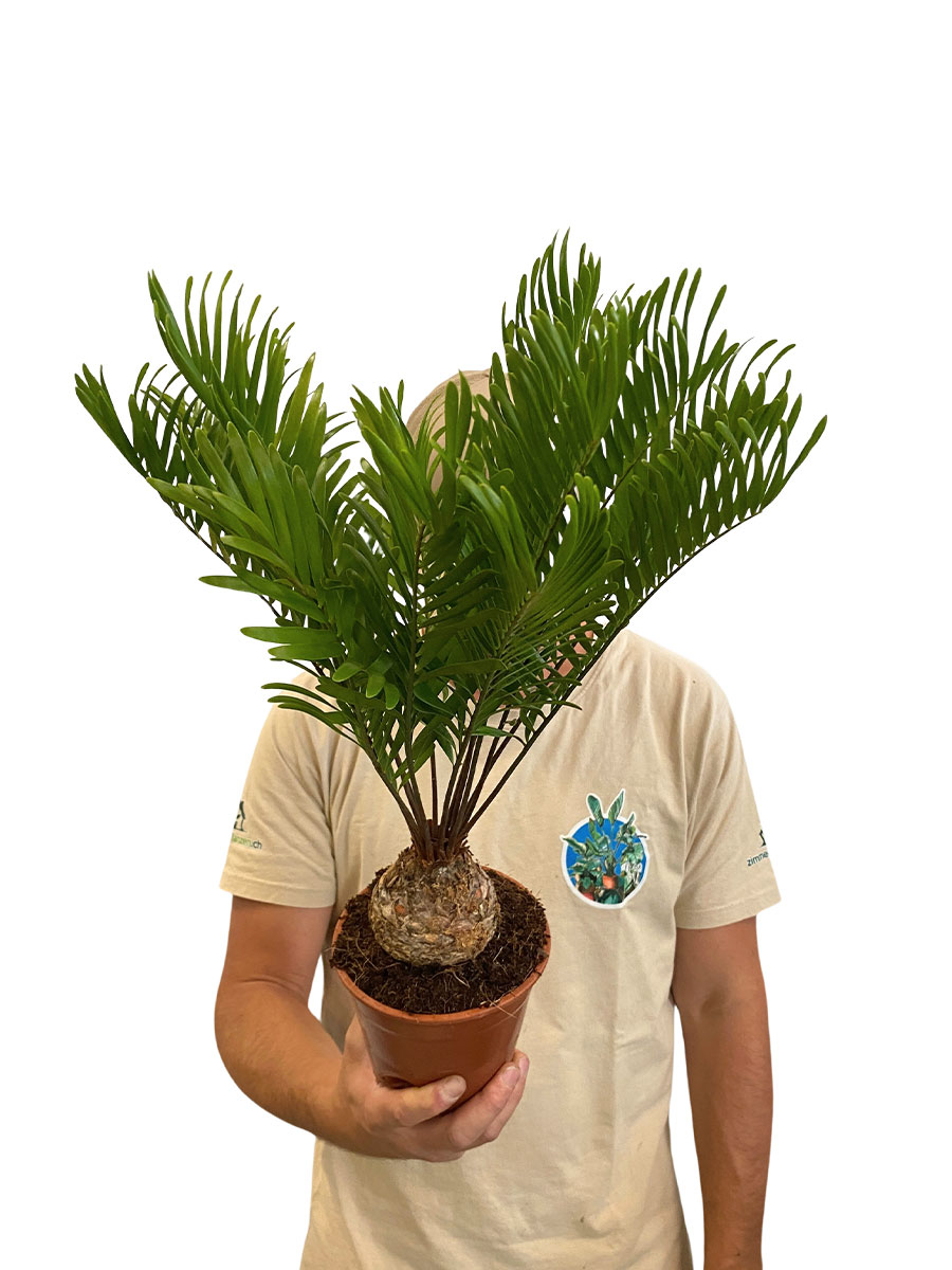 Zamia Furfuracea
