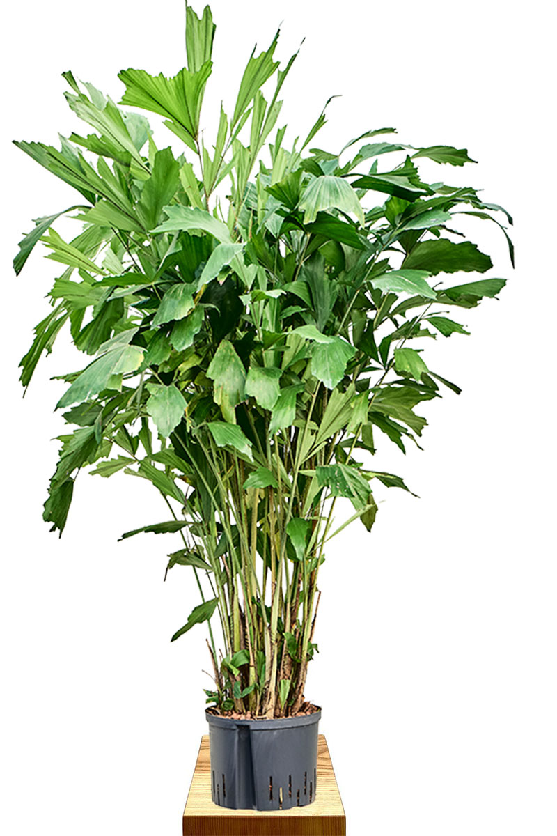 Hydro - Fischschwanzpalme Caryota mitis 